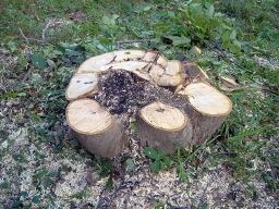 Sommer